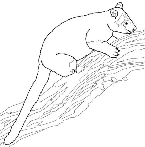 Tree Kangaroo Coloring Page